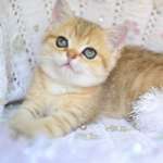 Елена, фото