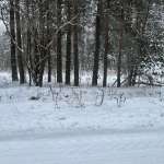 Светлана, фото