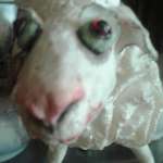 Оксана, фото