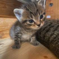 Котята,3 мальчика и 2 девочки, в Одинцово