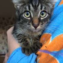 Котята, в Твери