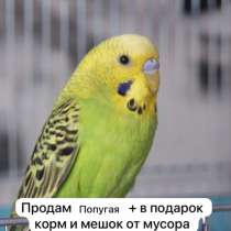 Продается попугая, в Уфе