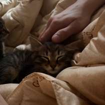 Отдам в добрые руки, котика зовут Симба, в Воронеже