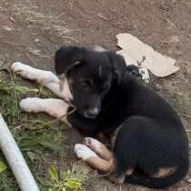 Щенок, в Омске