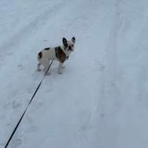 Вязка французский бульдог, в Электростале