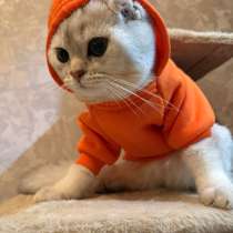 ? Вязка. Шотландский вислоухий кот, в Москве