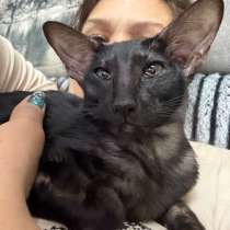 Ориентальный котенок, в Волжский