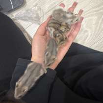 хомяк джунгарик в добрые руки, в Краснодаре
