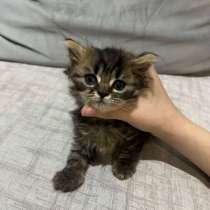 «Шотландский котенка», в Краснодаре