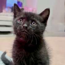 Котик ищет дом, в Таганроге