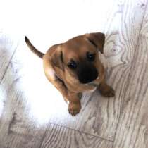 Отдаю собаку щенка в добрые руки, в Волгограде