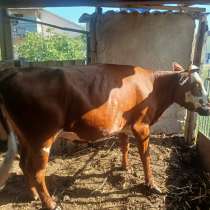 Корова стельная второй отёл 4-5 месяцев, в Москве