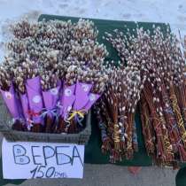 Верба, в Сургуте