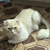 кот на вязку, в Уфе