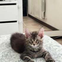 Котенок Мейн-Кун, в Нижнем Тагиле