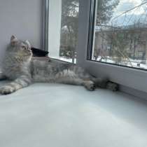 Отдам кошку, в Казани