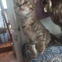 Котенок девочка ищет новый дом, в Москве