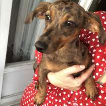 Luna bassotto arlecchino 8mesi, в г.Флоренция