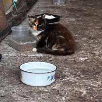 Котенок в хорошие руки, в г.Витебск