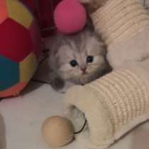 Скоттиш фолд страйт, в г.Римини