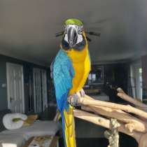 Синий и золотой попугай ара для усыновления, в Москве
