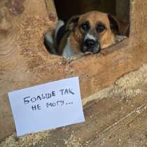 Помогите собаке найти дом, в Москве