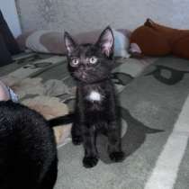 Котёнок, в Тюмени