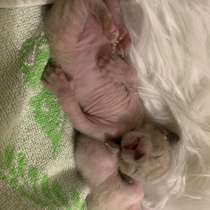 Cornish Rex Babycat, в г.London