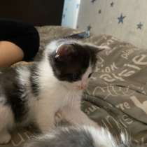 Котята, в Уфе