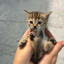 Котенок девочка в добрые руки, в Воронеже