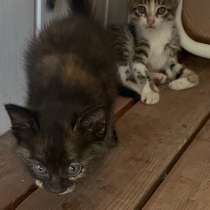 Отдам котят в добрые руки, котятам 2 месяца,к лотку приучены, в Казани