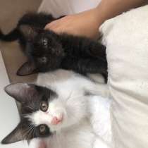 Котята бесплатно срочно отдам!!!, в Перми