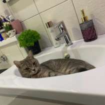 Отдам кошку, в Тольятти