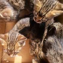 Котята ищут дом, в Ишимбае