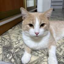 Кот, в Долгопрудном