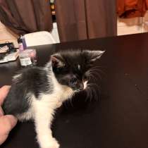Котята, в Отрадном