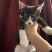 котенок браш, в Домодедове