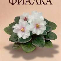 Фиалка ПТ-Ниль детка, в Отрадном