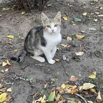 Котята в добрые руки срочно, в Россоши