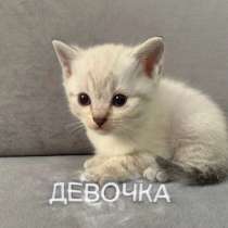 Котята: шотландские вислоухие короткошёрстные, в Казани