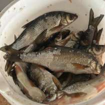 Продам Чебак 250 ₽ кг соленый мороженый, в Надыме