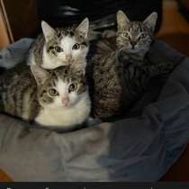 Котенок в добрые руки, в Сибае