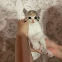 Отдаю котят в добрые руки, в Краснодаре