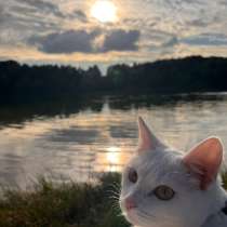Кот, в Котельниках