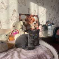 Британская кошка, в Иркутске