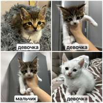продажа котят!?, в Улан-Удэ
