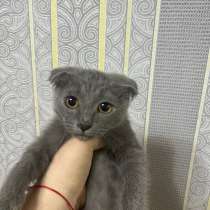 котята 500р, в Волгограде