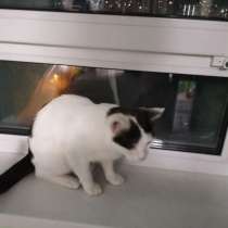 Отдам котенка в добрые руки!, в Екатеринбурге