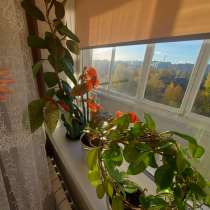 Комнатные цветы, в Тюмени