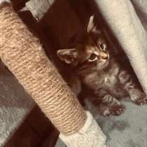 Котята Мейн-кун, в Братске